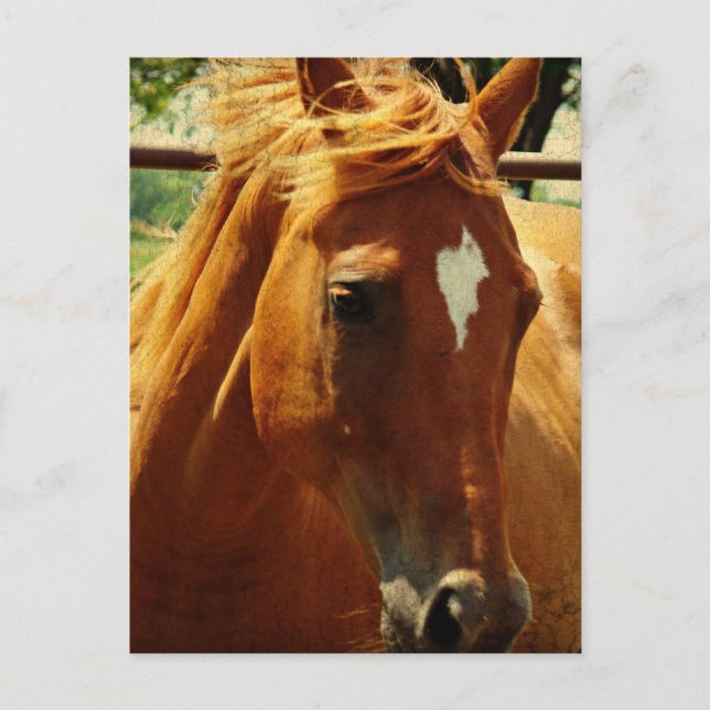 Scotch Postcard (Front)