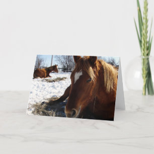 Scotch Sleeps Card