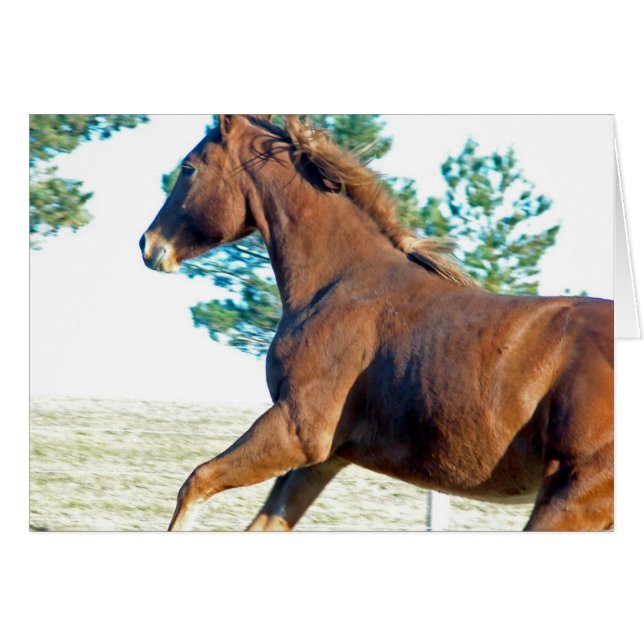 Scotch the Horse (Devant horizontal)