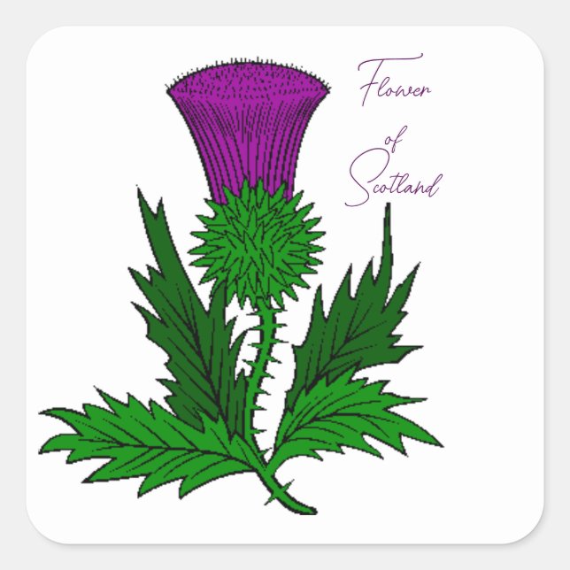 Scotch Thistle Square Stickers (Front)