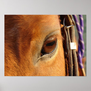 Scotch's Eye Poster