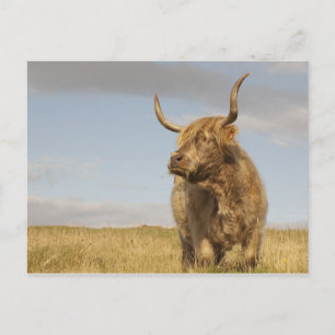 Scotland Cow Postcard