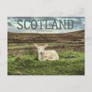 Scotland Highlands Sheep Scenic Travel Postcard