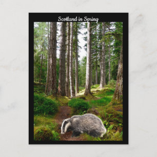 Scotland in Spring Postcard