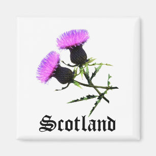Scotland, thistle magnet