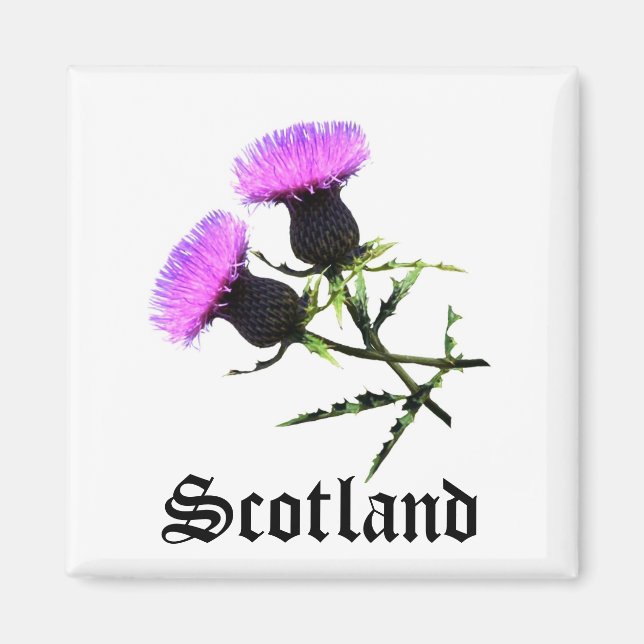 Scotland, thistle magnet (Front)