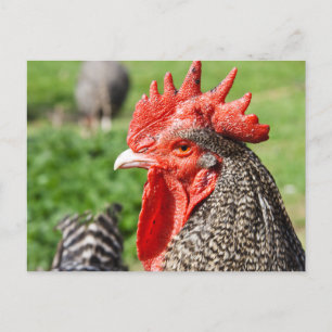 Scots Grey Rooster Chicken Postcard