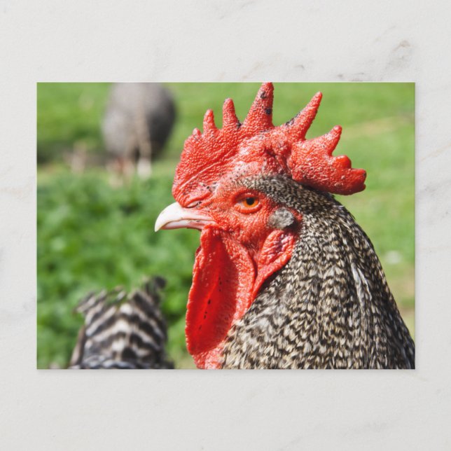 Scots Grey Rooster | Chicken Postcard (Front)
