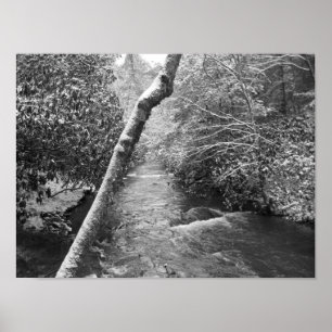 Scott Creek Poster