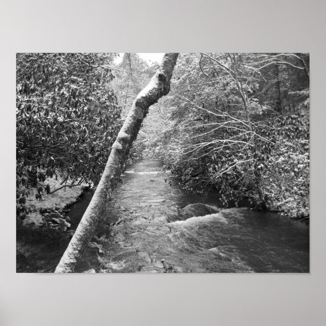 Scott Creek Poster (Front)