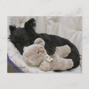 Scottie Puppy Sleeps Postcard