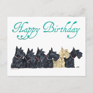 Scotties All in a Row Postcard