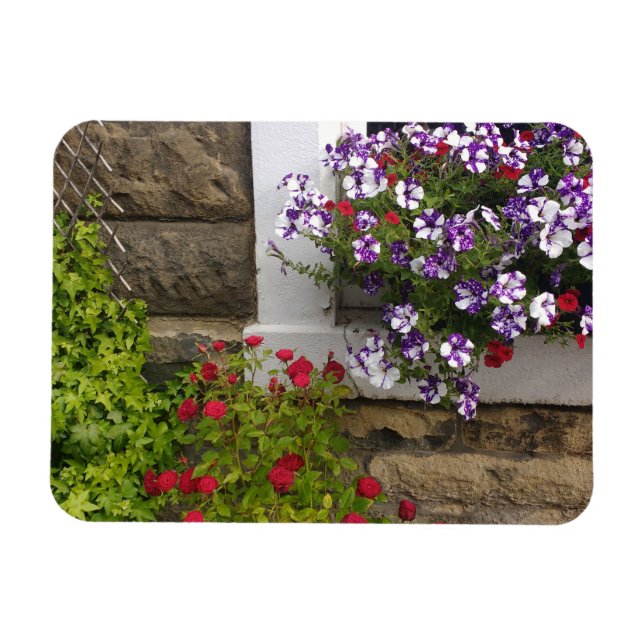 Scottish cottage window with petunias and roses magnet (Horizontal)