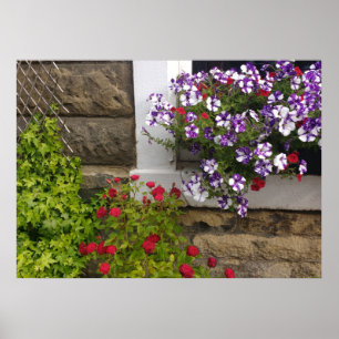 Scottish cottage window with petunias and roses poster