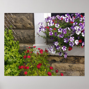Scottish cottage window with petunias and roses poster