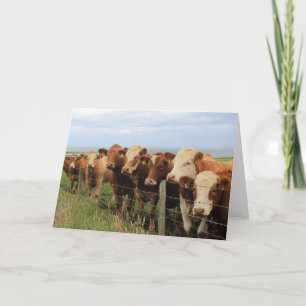 Scottish Cow Card
