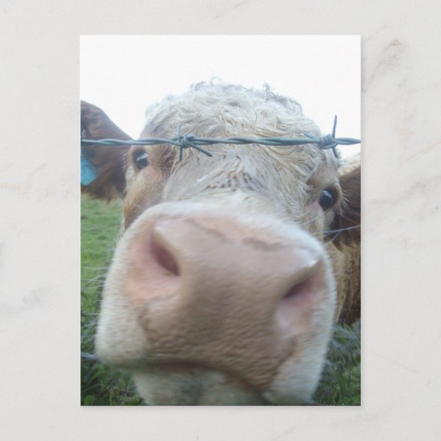 Scottish cow postcard (Front)