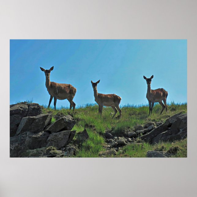 Scottish Deer Trio Poster (Front)