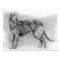 Scottish Deerhound Dog Portrait