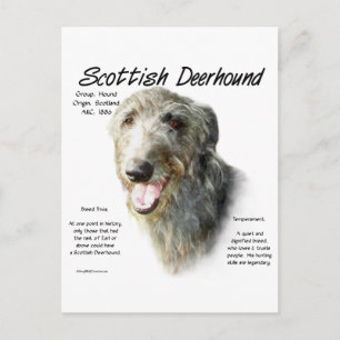 Scottish Deerhound History Design Postcard