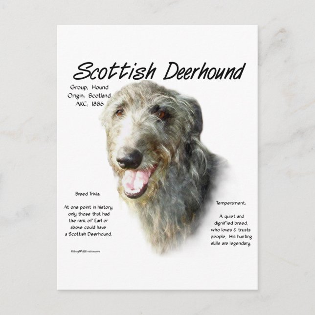 Scottish Deerhound History Design Postcard (Front)