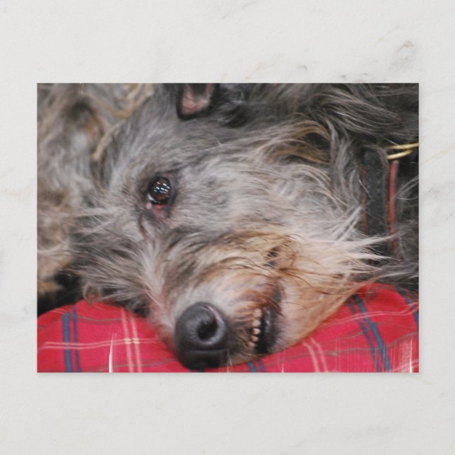 Scottish Deerhound Postcard (Front)