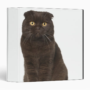 Scottish Fold (18 months old) sitting Binder