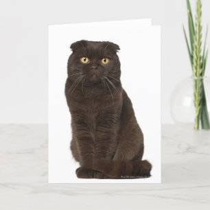 Scottish Fold (18 months old) sitting Card