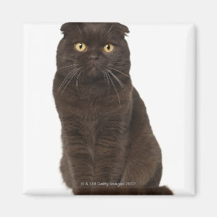 Scottish Fold (18 months old) sitting Magnet