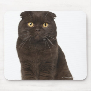 Scottish Fold (18 months old) sitting Mouse Pad