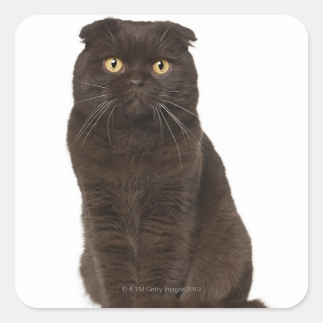 Scottish Fold (18 months old) sitting Square Sticker (Front)