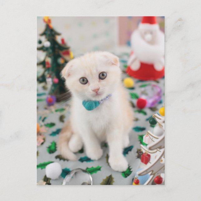 Scottish Fold At Christmas Holiday Postcard (Front)