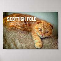 Scottish Fold Cat Breed