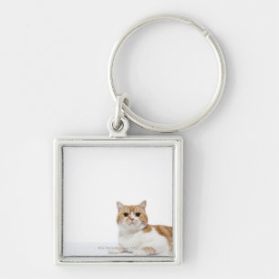 Scottish Fold Cat Keychain