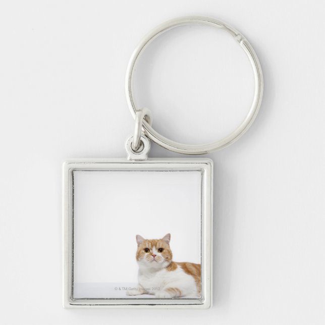 Scottish Fold Cat Keychain (Front)