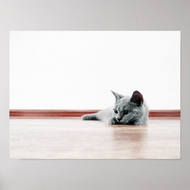 Scottish Fold Cat Kitten Super Cute Poster (Front)
