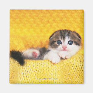 Scottish Fold; is a breed of cat with a natural Magnet