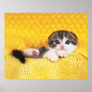 Scottish Fold; is a breed of cat with a natural Poster