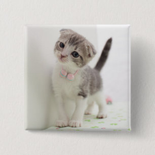 Scottish Fold Kitten 2 Inch Square Button
