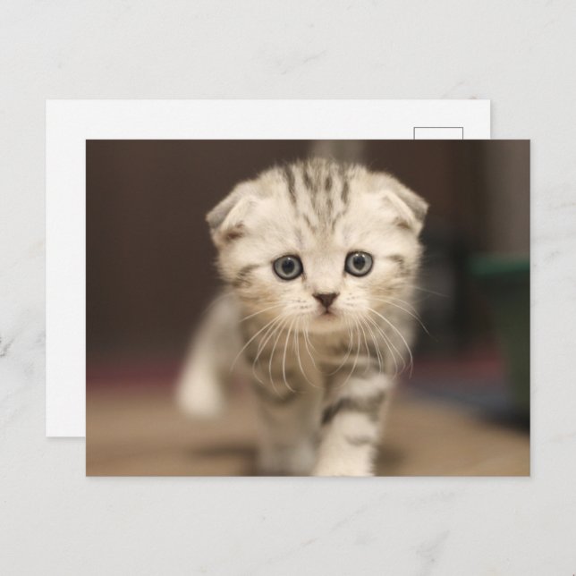 Scottish Fold Kitten Holiday Postcard (Front/Back)