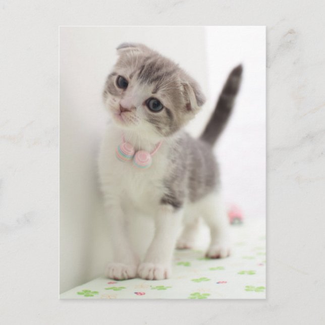 Scottish Fold Kitten Postcard (Front)