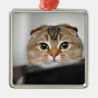Scottish fold scared metal ornament