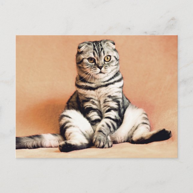 Scottish Folded Cat Sitting on a Sofa Postcrossing Postcard (Front)