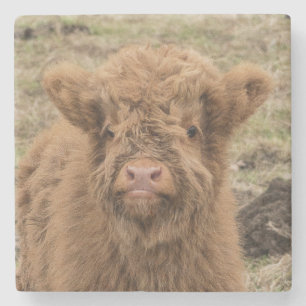 Scottish highland baby cow photograph stone coaster