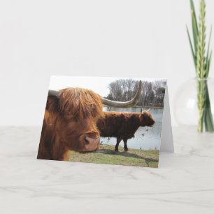 Scottish Highland Cattle ~ card