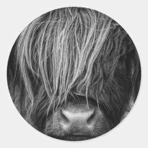 Scottish Highland Cattle - Scotland Classic Round Sticker