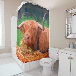 Scottish Highland Cow