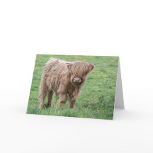 Scottish Highland cow