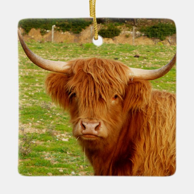 Scottish Highland Cow Ceramic Ornament (Front)