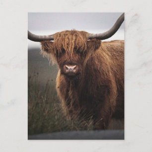 Scottish Highland Cow (Coo) Photo Postcard